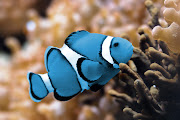 blue fish (blue fish)