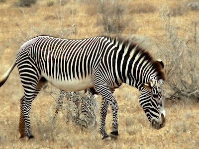 Zebra Africa