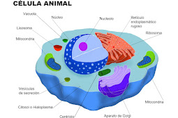 la celula animal tiene nucleo Núcleo , membrana , aparato golgi ,
lisosomas , ribosomas...