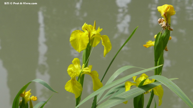 Yellow Irises Photo