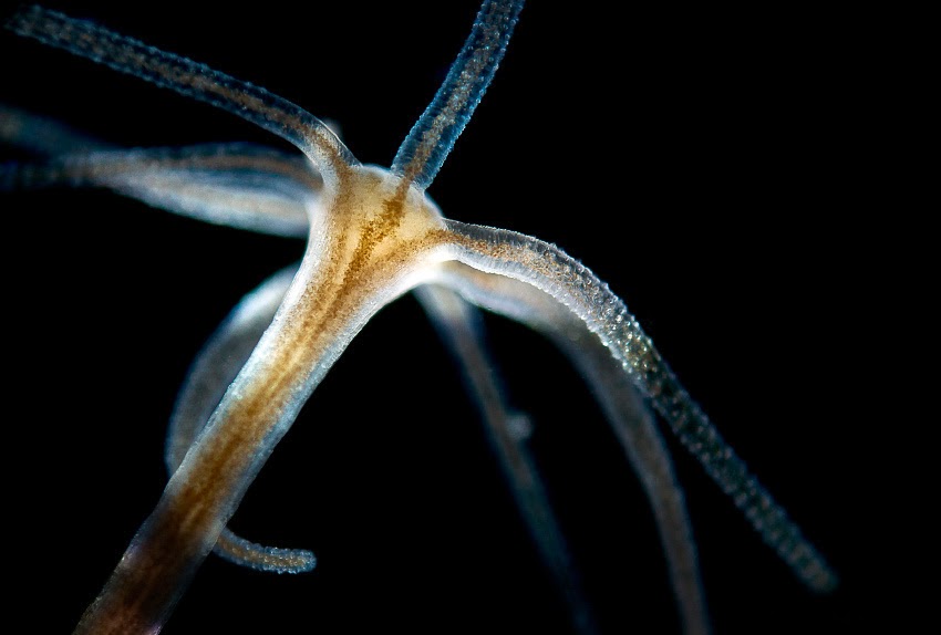  HYDRA  PRDATOR BUAT UDANG Keong Lumut Aquascape