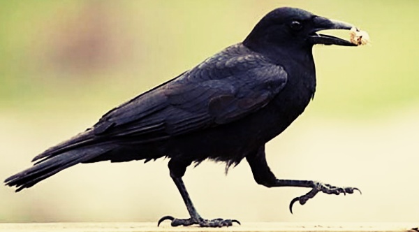 10 Contoh  Hewan  Aves  Beserta Gambar Dan Penjelasannya 
