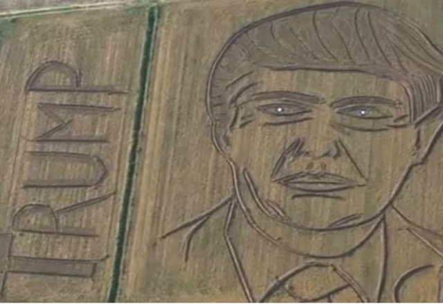 Cool, Face Donald Trump In the expanse of Corn Fields Broad