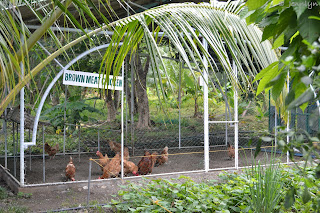 brown meat chicken of Garin farm