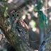 An Interview about the Tawny Owl at Castle Ward by the BBC