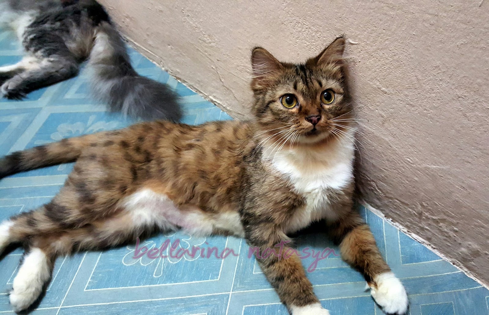 5 Tips Penjagaan Bulu Kucing Ini Adalah Bellarina Natasya