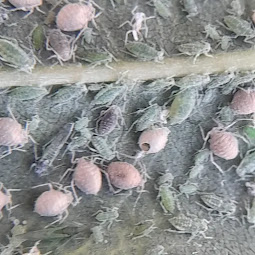 Pulgones Parasitados por Aphidius colemani. Juan Paco Marsilla. Soluciones en el Cultivo Ecológico del Almendro