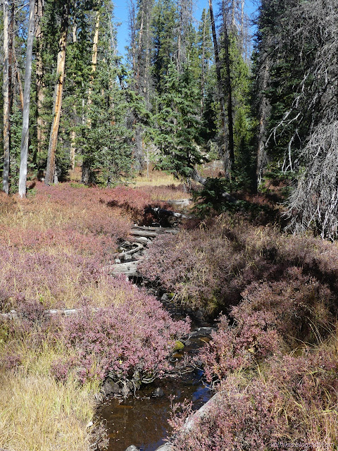 035: creek surrounded by pink