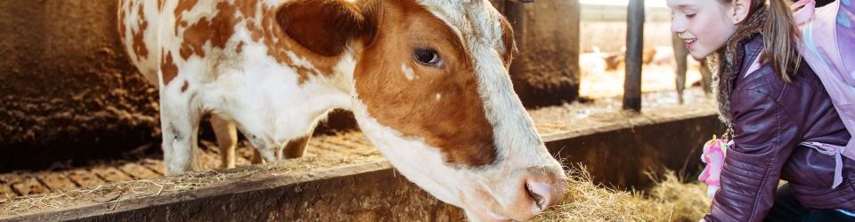 Muy Importante, dotar a las vacas de suficiente agua limpia en cantidad y calidad, mantener el pH adecuado del agua es crucial para garantizar la salud y el bienestar del ganado lechero, la calidad de la leche producida y la eficiencia de los procesos de limpieza y alimentación. Los ganaderos y productores de leche deben monitorear regularmente el pH del agua y tomar las medidas necesarias para mantenerlo dentro de los rangos óptimos.