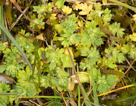 Slender Parsley-piert, Aphanes australis.  Joyden's Wood, 27 April 2015