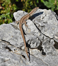 Lagartija roquera