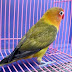 CIRI CIRI LOVEBIRD DOMINANT EDGE / LOVEBIRD SPANGLE