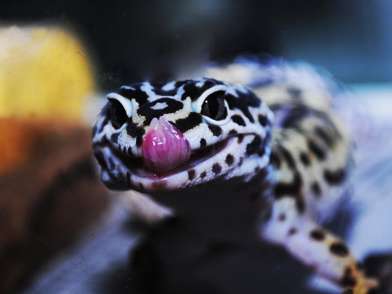 High Yellow Leopard Gecko tongue