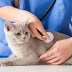 Affordable Pet Insurance for Cats with Pre-Existing Conditions: A Complete Guide