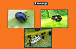 Scymnus sp.