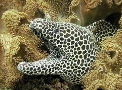 10 Hewan Laut Terganas  Artikel Bermanfaat Junior