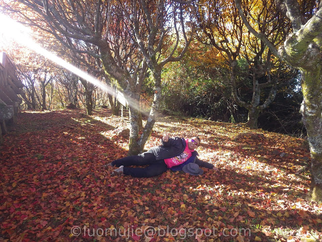 Alishan maple autumn foliage