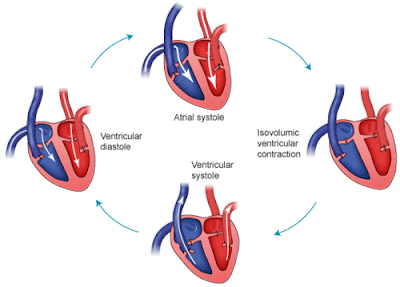 Murmurs in the heart: What are they and what are the symptoms?