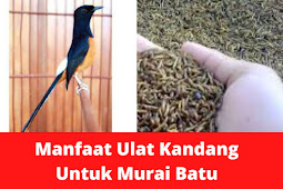 Manfaat Ulat Kandang Untuk Murai Batu; Kandungan Gizi & Porsi Pemberian Yang Tepat