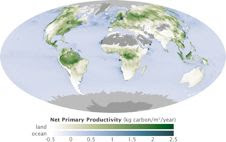 Global measurements of the carbon stored by plants (net primary productivity) during photosynthesis, based on MODIS data, are an important piece of the climate change puzzle