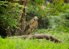 Tompkins Square red-tailed hawk fledgling