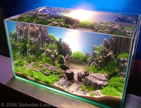 Aquascape Aquarium  Besar Aquascape Ideas