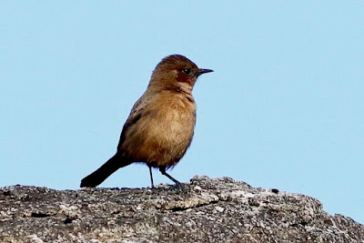 "Brown Rock Chat - Oenanthe fusca,perched on a rock resident."