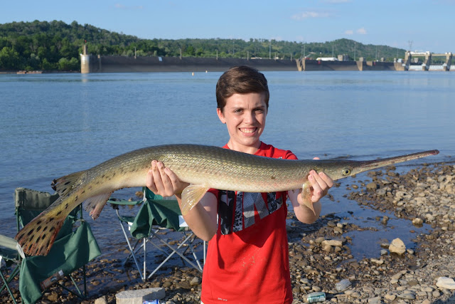 Longnose Gar - Meldahl Dam - Ohio River