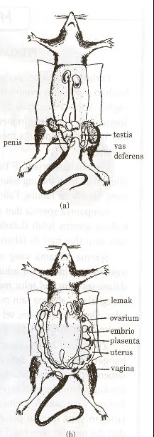 REPRODUKSI MAMALIA TIKUS DAN AVES