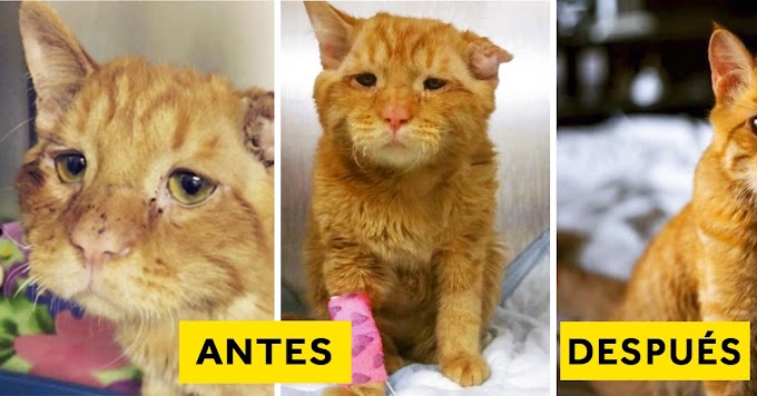 El gato BenBen es el más triste del mundo se viraliza después de ser rescatado 2023