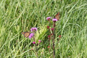 monarch butterflies