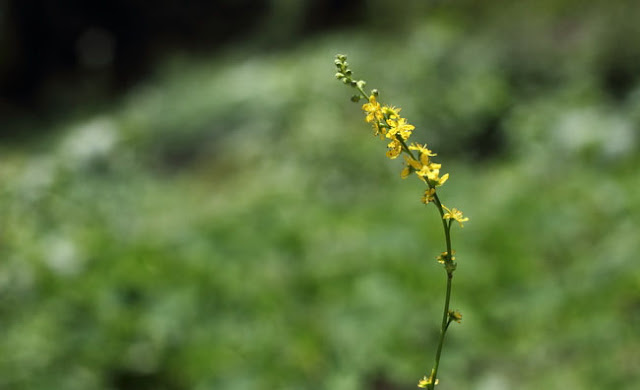 Agrimony Flowers Pictures