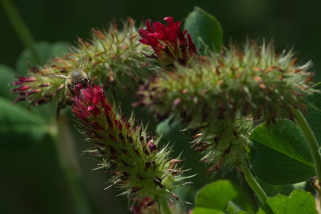 Western Honey Bee, John Thomas Wildflower Preserve