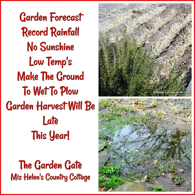 Garden Forecast: To Wet To Plow at Miz Helen's Country Cottage