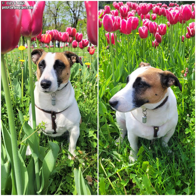 jack russell terrier