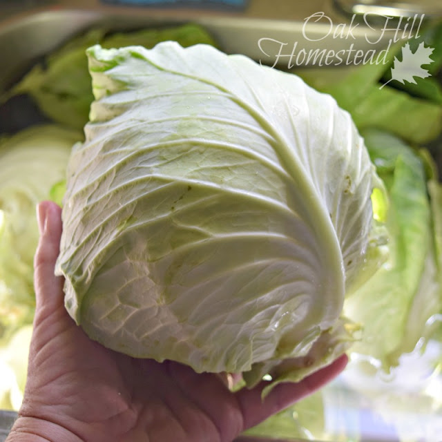 A head of cabbage from the garden.