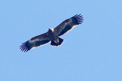 "Steppe Eagle - Aquila nipalensis, winter visitor in flight above Mt Abu."