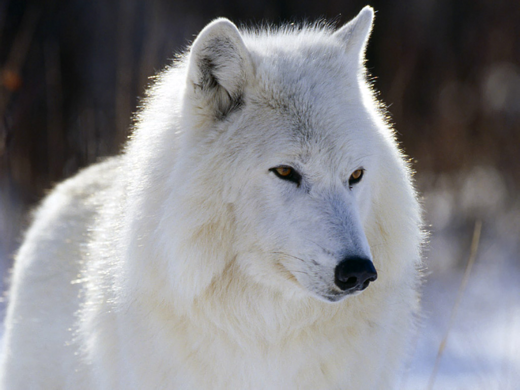 Wallpaper of animals wolf