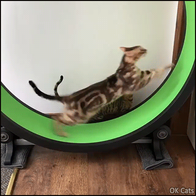 Amazing Cat GIF • Acrobatics with 2 flying Bengal cats running and jumping like crazy in their exercise wheel [ok-cats.com]
