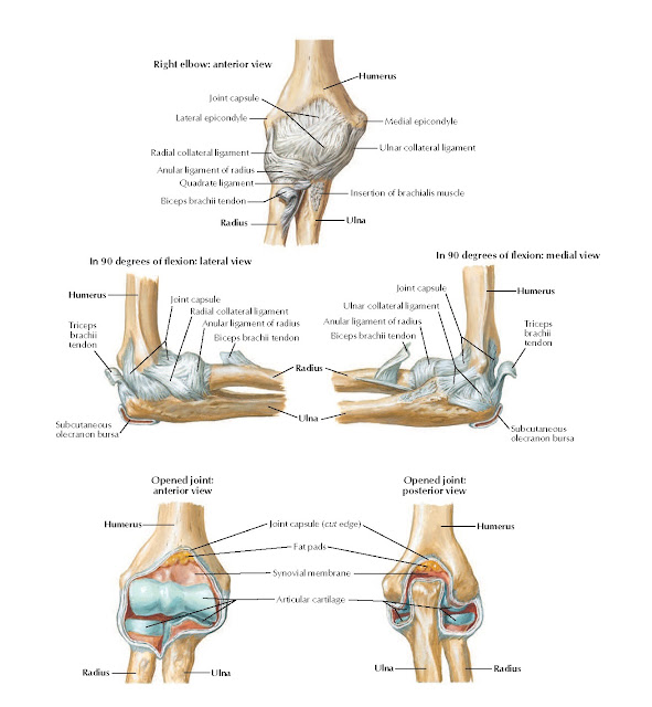 Ligaments of Elbow Anatomy