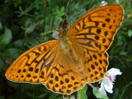 Silver-Washed Fritillary (2020)