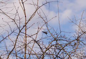 The time between winter and spring in Norfolk