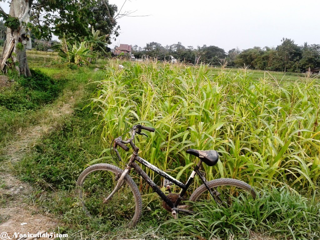 Jalanan setapak, Jagung dan rumput, serta gubuk dipematang sawah