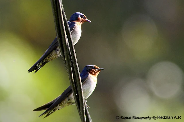 Pacific Swallow (Hirundo tahitica)