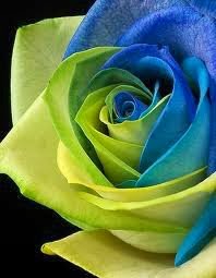 Multicolored roses, unusual and original. 