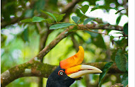 52+ Gambar Burung Elang Cantik, Paling Gokil!
