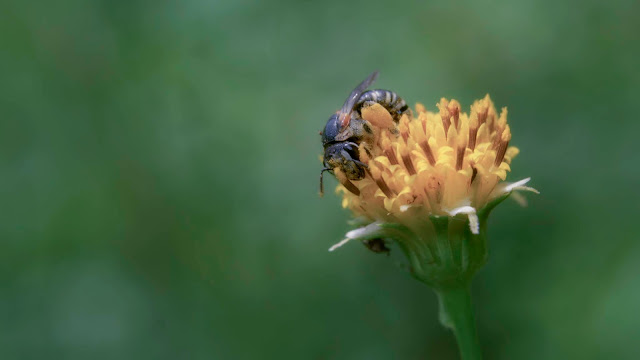 Top 10 Ten Awesome Macro Photography Part 9 | Random Insect Photos