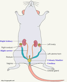  Mencit adalah kelompok hewan mamalia rodensia  Anatomi, Morfologi dan Klasifikasi Mencit (Mus musculus)