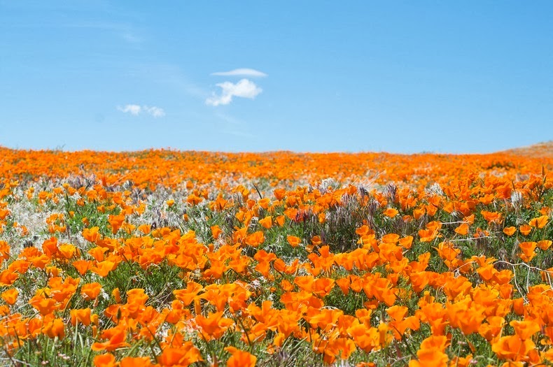 antelope-poppy-reserve-1