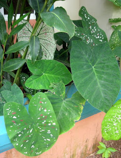 Caladiums, La Ceiba, Honduras